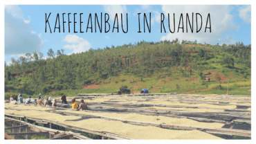 Kaffeeanbau in Ruanda: Ein Paradies für Spezialitätenkaffee