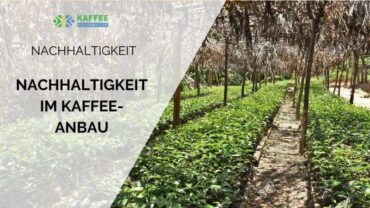 Nachhaltigkeit im Kaffeeanbau: Status quo