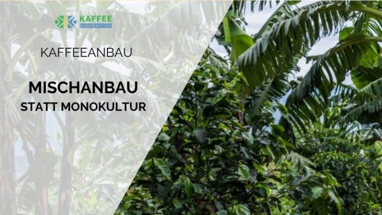 Kaffeeplantagen statt Monokultur