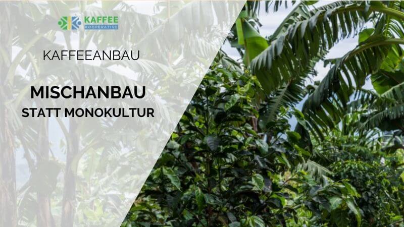 So Geht Nachhaltiger Kaffeeanbau Mit Permakultur so-geht-nachhaltiger-kaffeeanbau-mit-permakultur