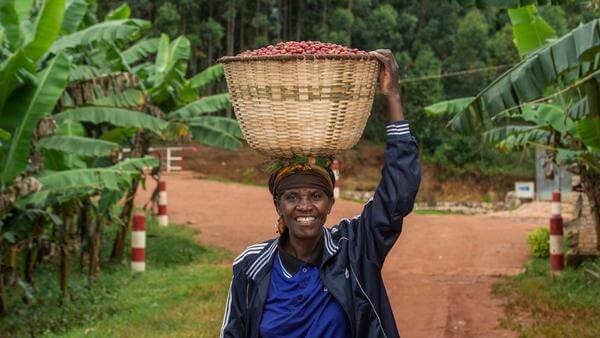 Kaffeebäuerin in Ruanda beim Transport der Kaffeekirschen, Produzentin von Angelique's Finest, Kaffee aus Frauenhand
