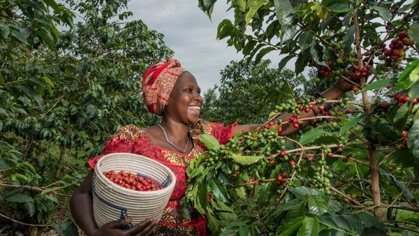 Kaffeebäuerin in Ruanda beim Pflücken von Kaffeekirschen, Produzentin von Angelique's Finest, Kaffee aus Frauenhand