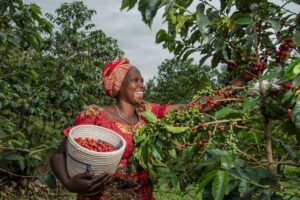 Bäuerin bei Kaffeeernte Bäuerin in Ruanda beim Ernten der Kaffeekirschen.