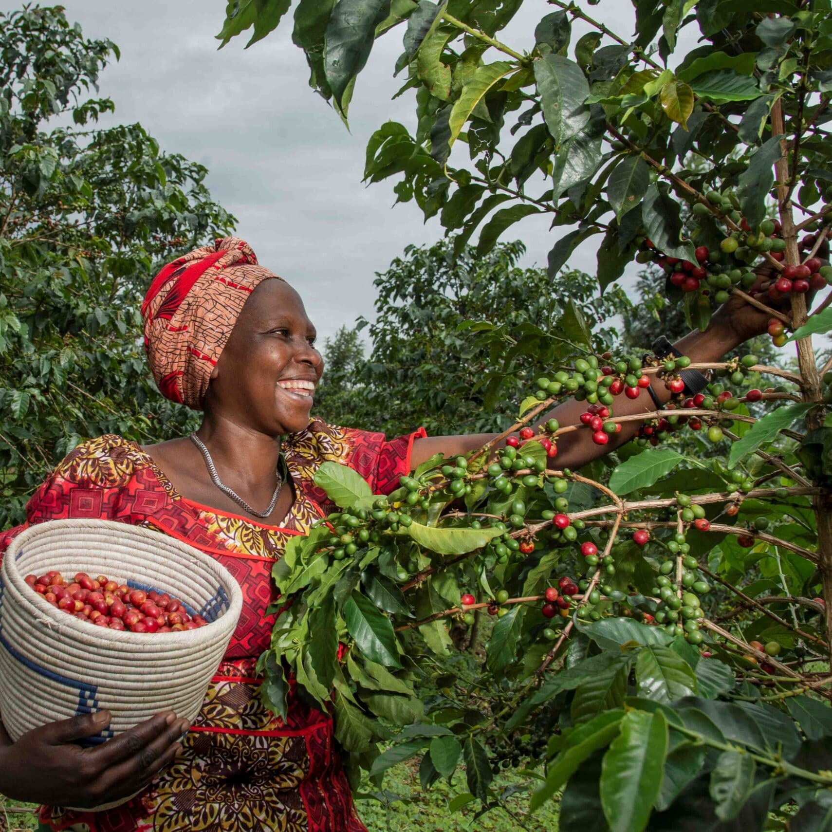 Bäuerin erntet die reifen Kaffeekirschen per Hand.