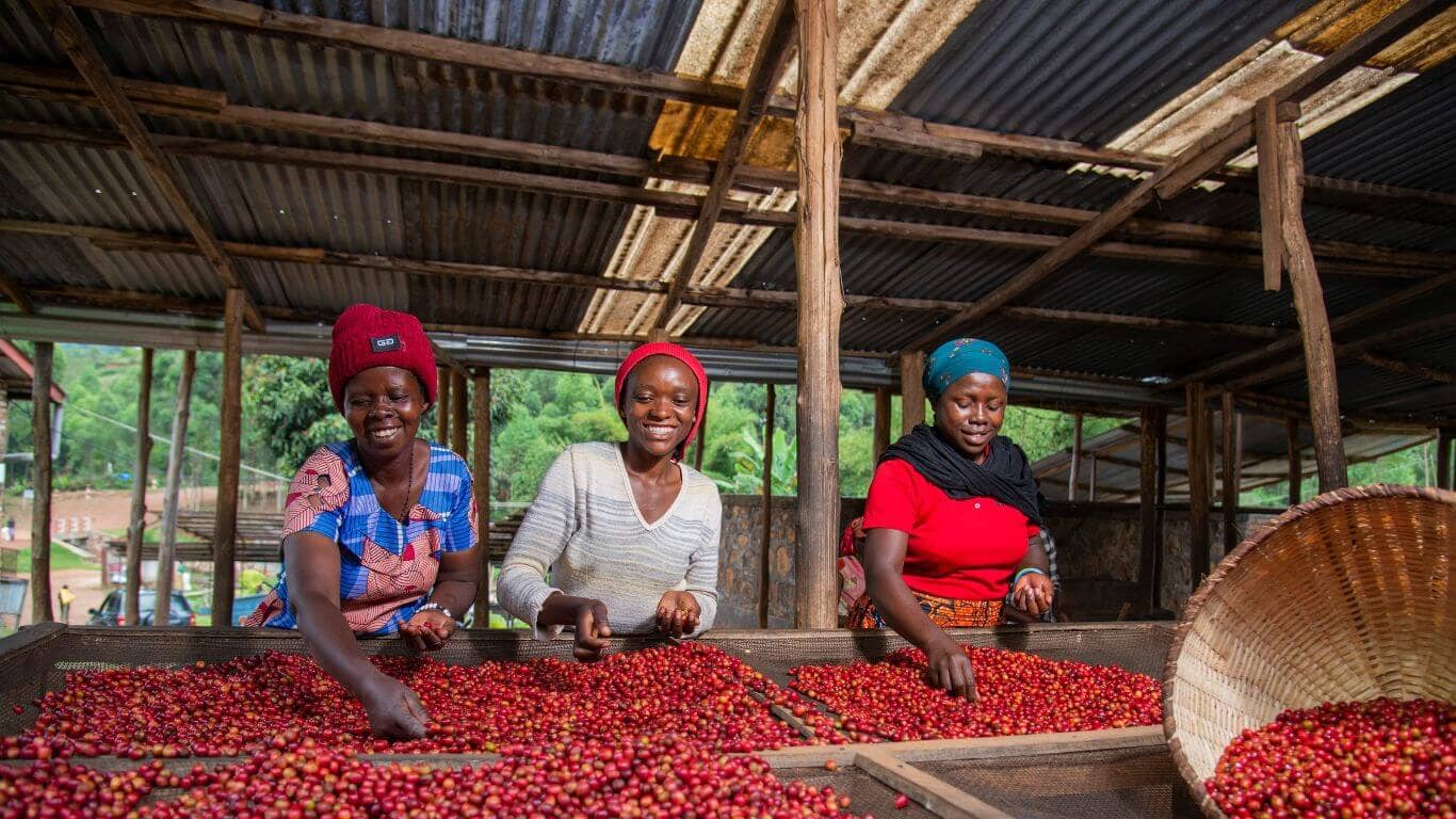 Drei Frauen beim auslesen bester Kaffeebohnen Kaffeekirschen Sortierung in Ruanda