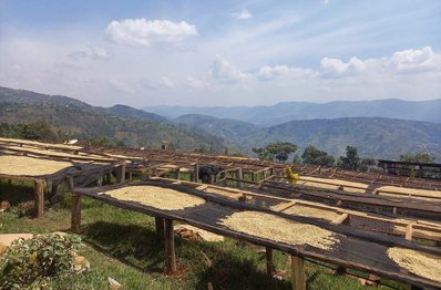 Kaffeefeld an den Hügeln Ruandas.