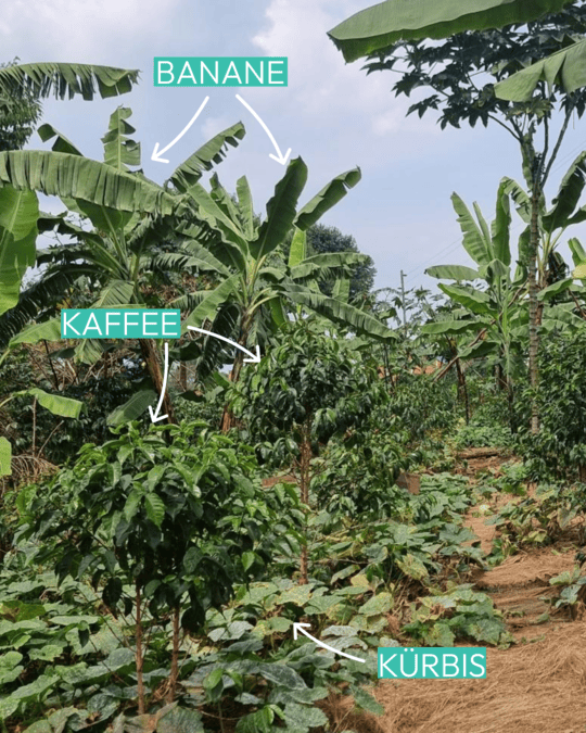 Schattenbäume auf dem Kaffeefeld