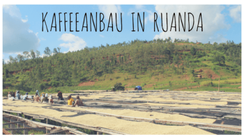 Kaffeeanbau in Ruanda