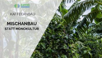Kaffeeplantagen statt Monokultur