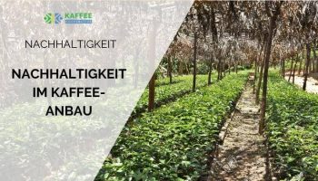 Nachhaltigkeit im Kaffeeanbau